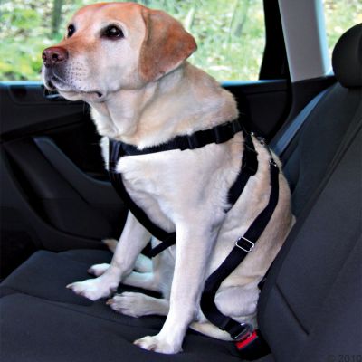 Ceinture de sécurité Trixie pour chien : avis, test, prix - Conso