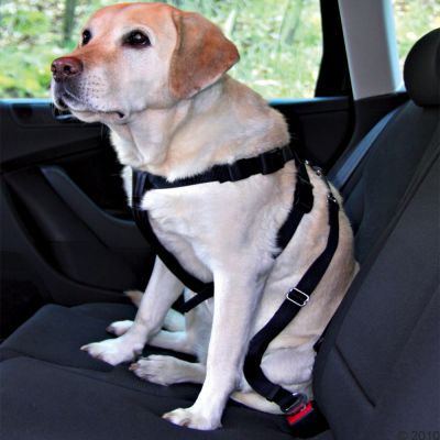 Faut-il attacher son chien en voiture ?