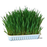 Herbe pour rongeur Herbe pour rongeur