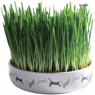 Gamelle en céramique avec herbe à chat