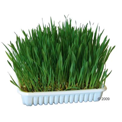Herbe pour rongeur