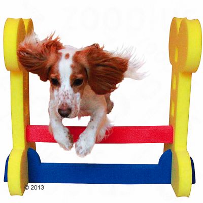 Haie Agility d'intérieur pour chien