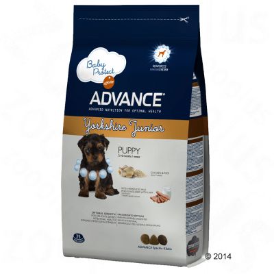 Advance Breed Yorkshire Terrier Junior