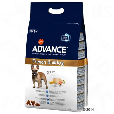 French Bulldog Adult