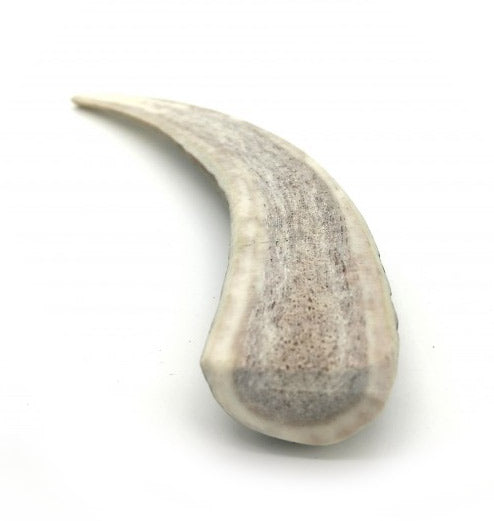 Bois de cerf à mâcher
