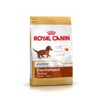 Teckel Dachshund Junior